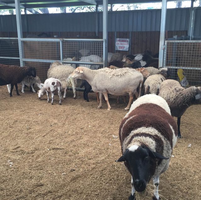 Caversham Wildlife Park 