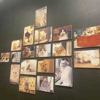 東京/渋谷で癒されよう【猫カフェMOCHA🐈】渋谷公園通り店