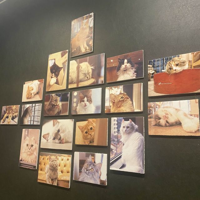 東京/渋谷で癒されよう【猫カフェMOCHA🐈】渋谷公園通り店