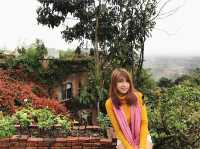 ดอยแม่สลอง แม่ฟ้าหลวง 