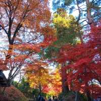 岩手県！紅葉と世界遺産【平泉】中尊寺金色堂