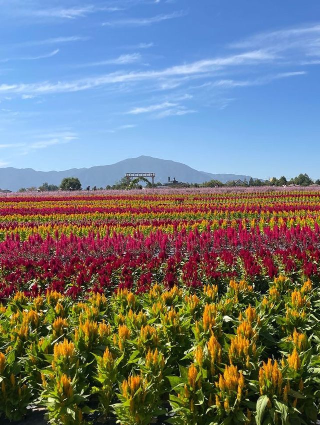 철원에서 즐기는 꽃구경 🌺