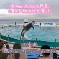 千葉県！海の生物に癒やされるホテル～鴨川シーワールドホテル～
