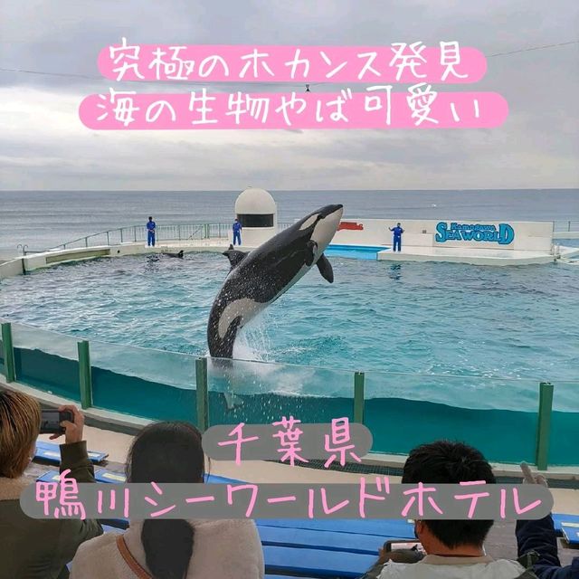 千葉県！海の生物に癒やされるホテル～鴨川シーワールドホテル～