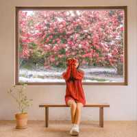 🌺제주에서 동백이 보고싶다면 꼭 추천하는곳! [제주, 동백포레스트]❄️