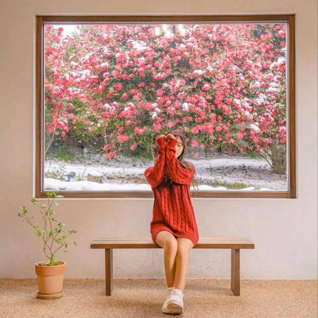 🌺제주에서 동백이 보고싶다면 꼭 추천하는곳! [제주, 동백포레스트]❄️