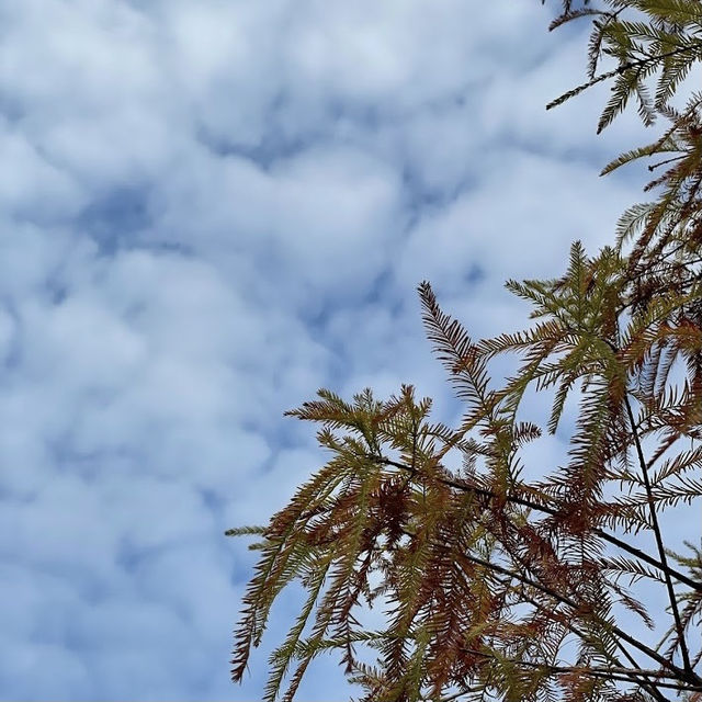 三灣落羽松莊園 🖌 秋意濃🍁的文青打卡景點