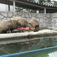 カビパラにハマれた  