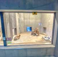 冬の円山動物園・キリン館の1階