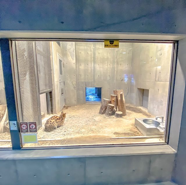 冬の円山動物園・キリン館の1階