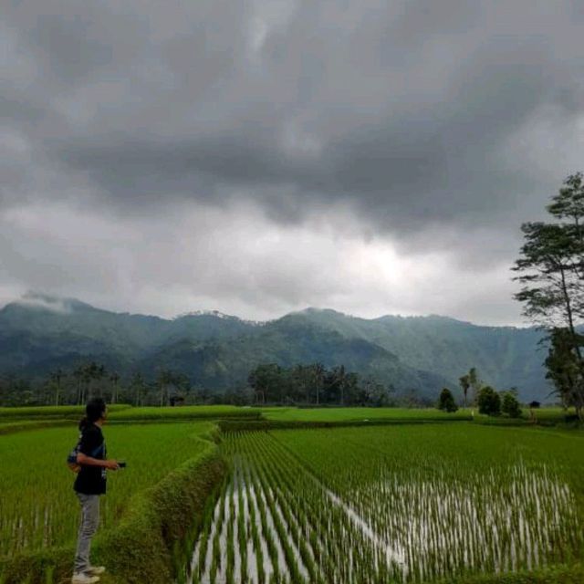 paddy's landscape in below and mountain on the top