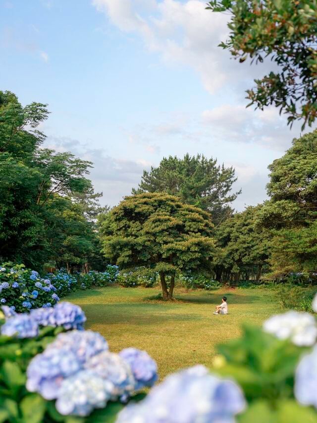 수국시즌이 돌아온다면 꼭!