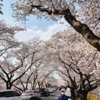 Cherry Blossoms at Seoak-dong, Gyeongju