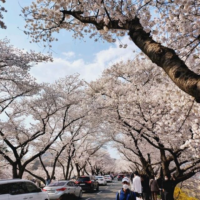 Cherry Blossoms at Seoak-dong, Gyeongju