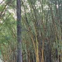 周未行山好去處-mount coot botanic garden 