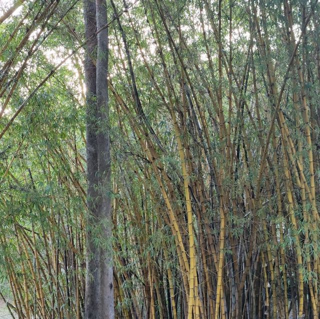 周未行山好去處-mount coot botanic garden 