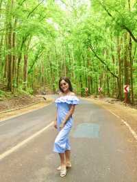 Bilar Man-made Forest