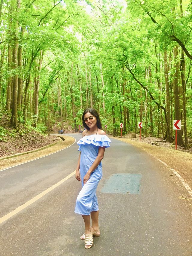 Bilar Man-made Forest