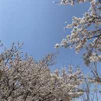 숨은 서울 벚꽃명소 안양천🌸