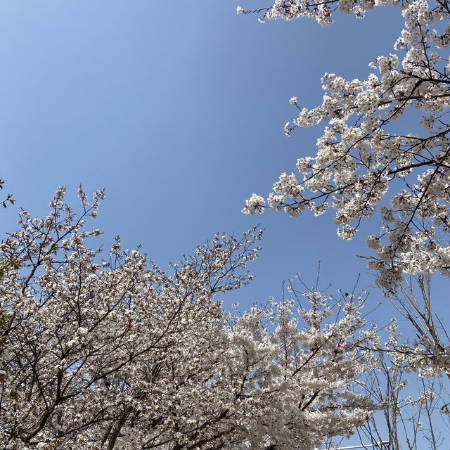 숨은 서울 벚꽃명소 안양천🌸