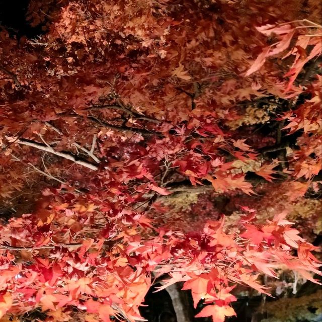 嵐山宝厳院ライトアップ