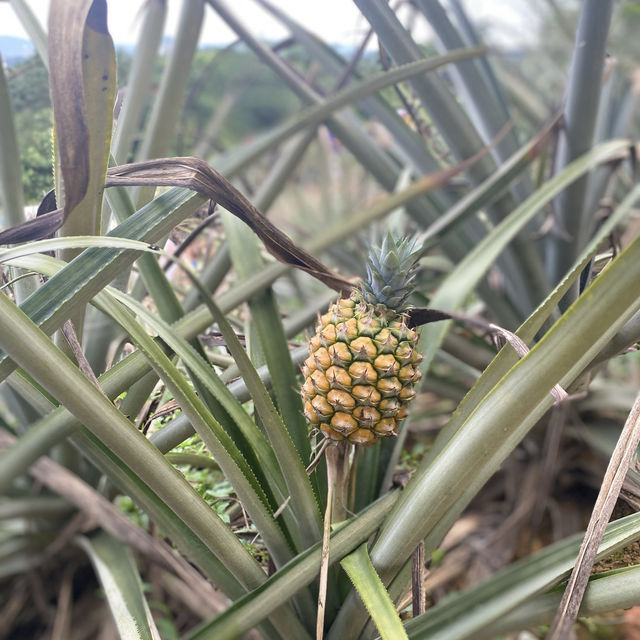 Saudagar Nanas Agrofarm, Kajang 🍍