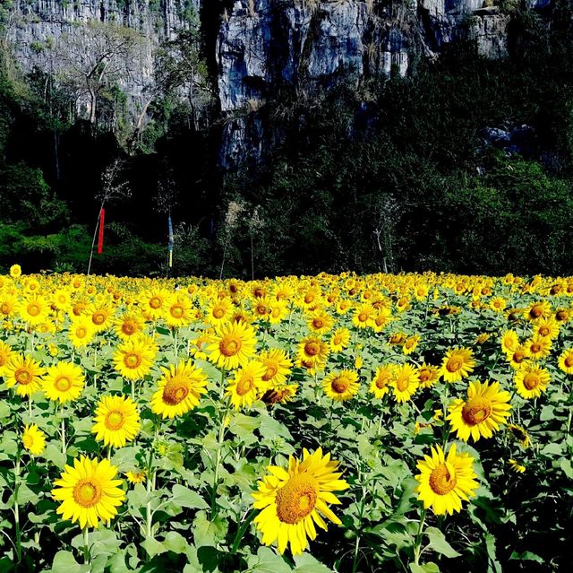 ทุ่งทานตะวัน@เนินมะปราง