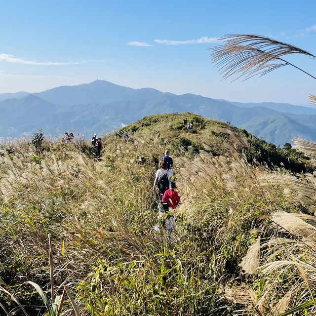 黃牛山尋芒草之旅