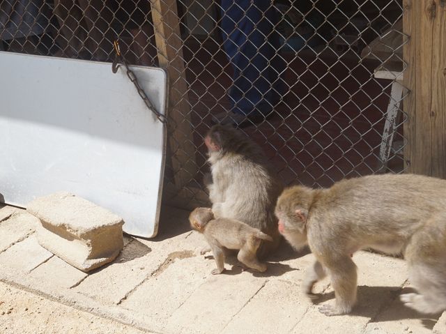 【香川】小豆島で行きたい！お猿の国