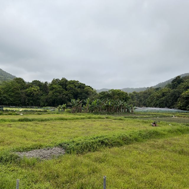 大自然奇觀，巨型摺曲洗衫板岩層