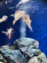 【福岡】定番デートスポ🐠マリンワールド