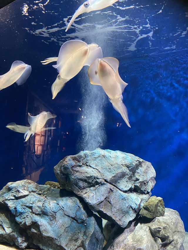 【福岡】定番デートスポ🐠マリンワールド