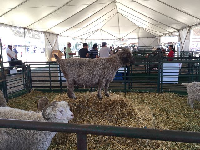 Alameda County Fair 🇺🇸