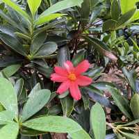 大角咀中式公園賞花｜漸變色橙黃花、烏龜、中式涼亭