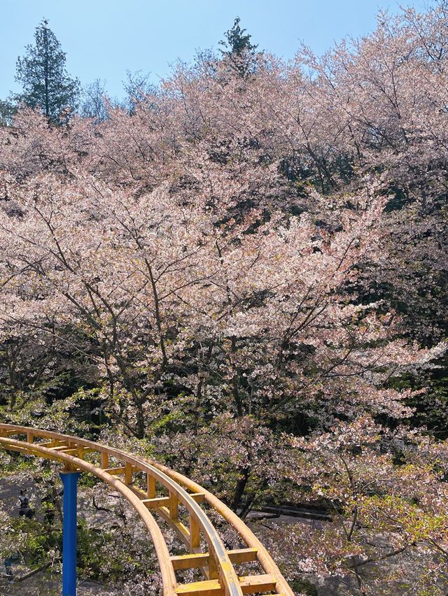 중외공원, 벚꽃도 봄나들이도 최고 🌸