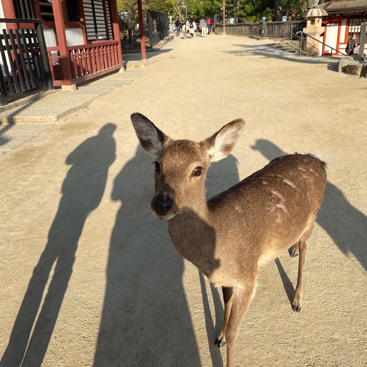 厳島神社って 知らなかった こんなに鹿いっぱい Trip Com 東京の旅のブログ