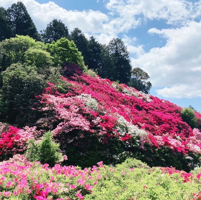 【京都】2万株のツツジが咲き誇る三室戸寺を散策！