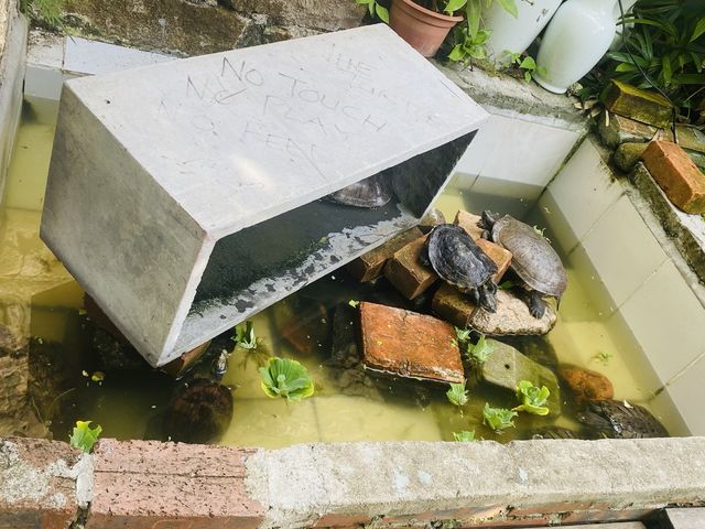 近在咫尺的秘密花園｜坪洲