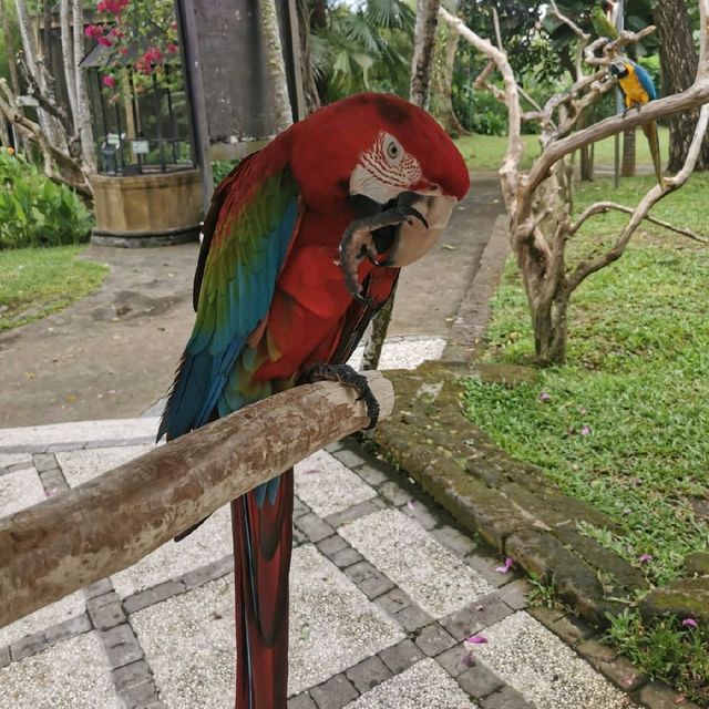 Bali Bird Park Wonderful Indonesia