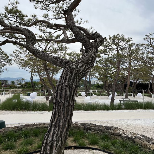 강릉 창해로 반려견 동반 대형카페 "엔드 투 앤드"