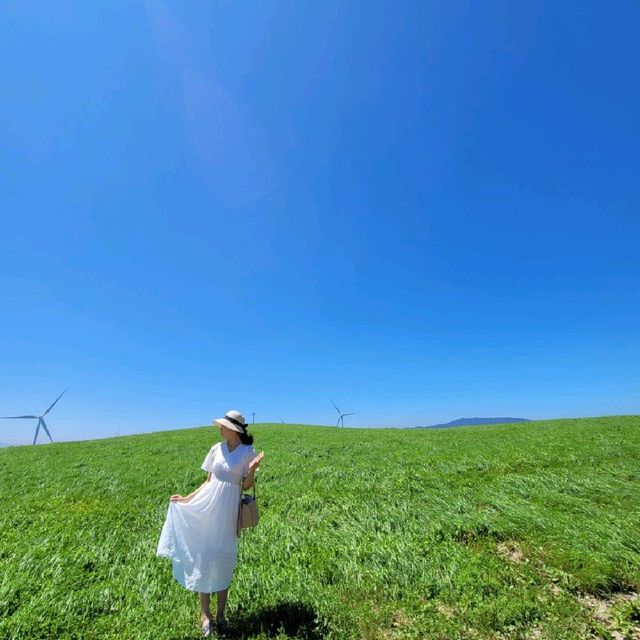 대관령 삼양목장 풍차와 바다를 함께 💙
