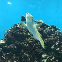【東京】江戸川区の水族館🐠葛西臨海水族園