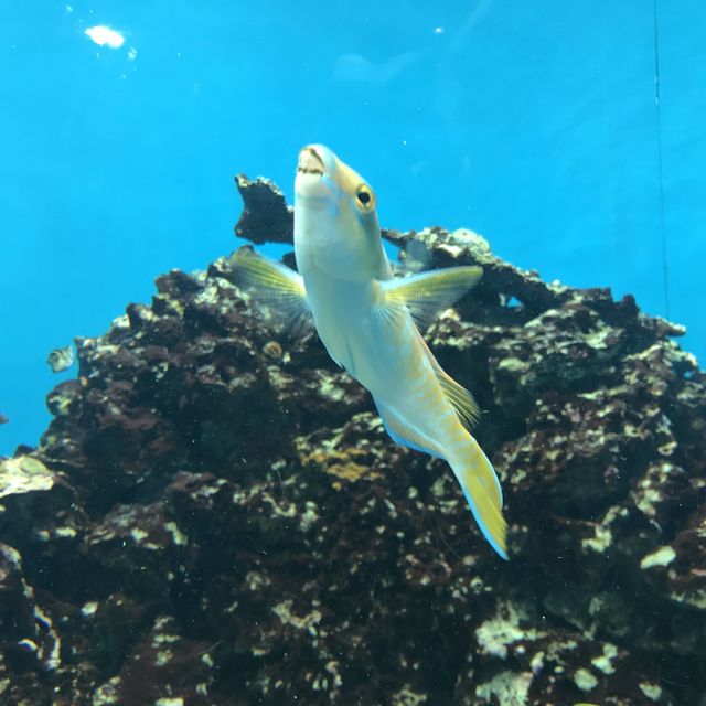 【東京】江戸川区の水族館🐠葛西臨海水族園