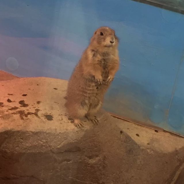韓国/ソウル【三成】アートな水族館💙COEXアクアリウム
