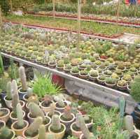 Cactus Valley, Cameron Highlands 