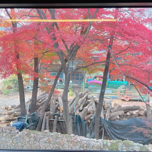 韓国/ソウル【牛耳洞】紅葉が見れる🍁大型ベーカリーカフェ💛
