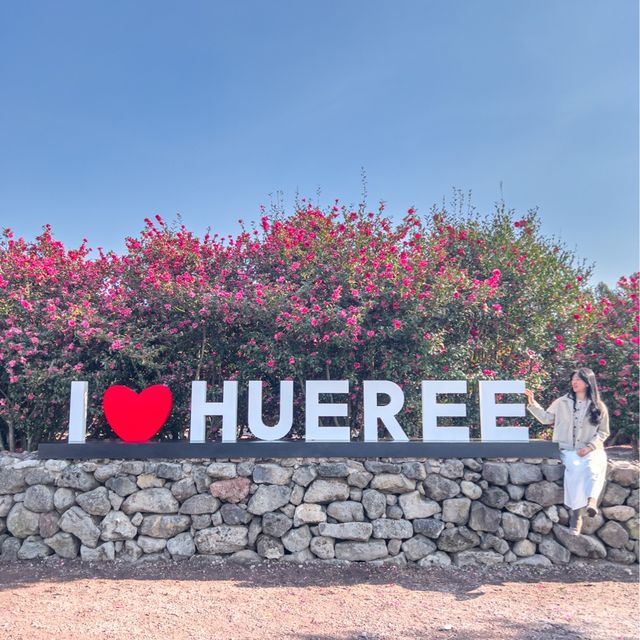 제주도는 아직도 동백가득🌺