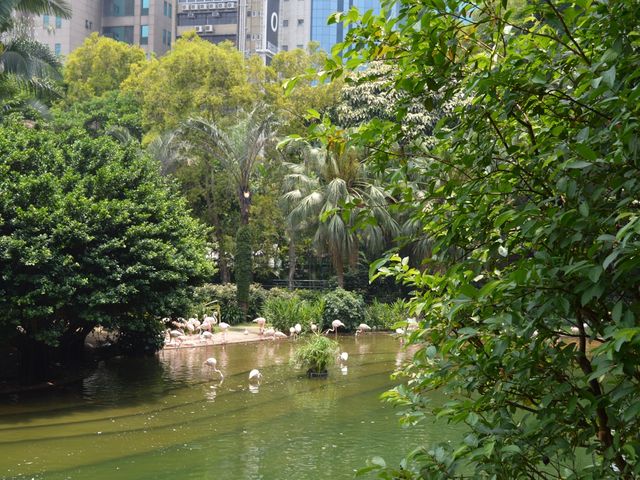 Kowloon Park - A green Paradise