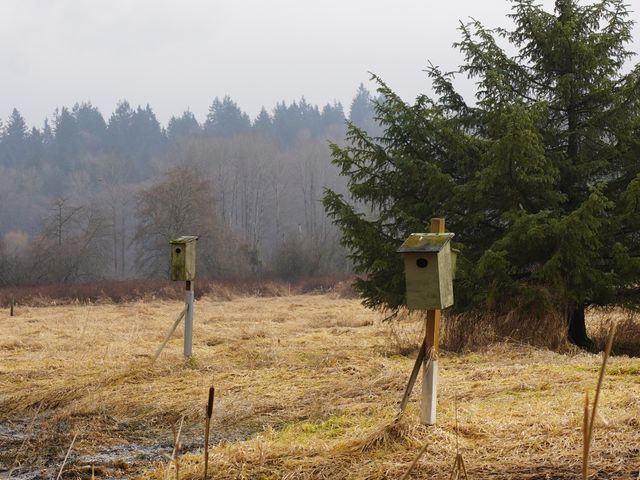 本拿比 Deer Lake