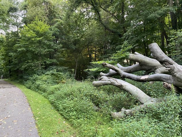 Beech Woodland Trail - Columbus